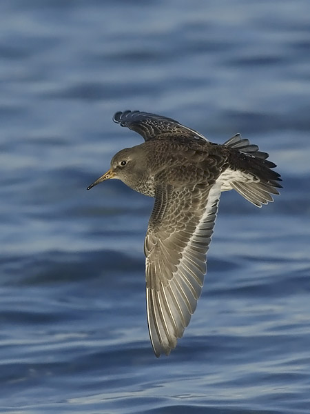 Merisirri, Purple Sandpiper, Calidris maritima